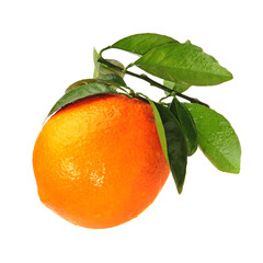 Orange fruit on the white background