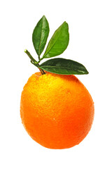 Orange fruit on the white background