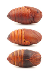 Fototapeta premium chrysalis silkworm ,silk worm cocoon on white background