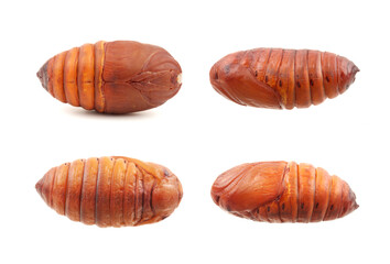chrysalis silkworm ,silk worm cocoon on white background