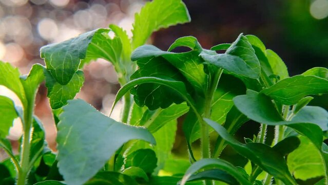 Stevia rebaudiana close-up on blurred garden background.Stevia plants. Organic natural sweetener.Stevia fresh green twig. 4k footage