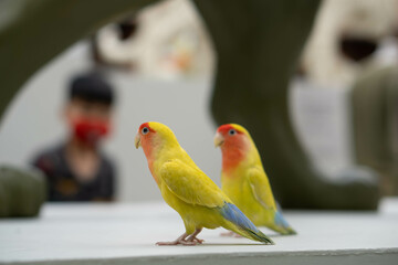 Two parrots
