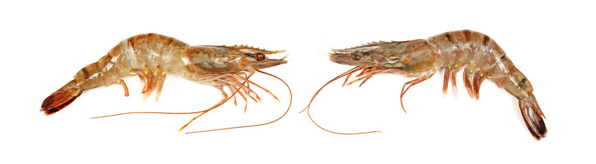 shrimp isolated on white