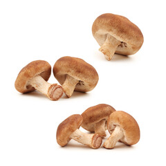 Fototapeta premium Shiitake mushroom on the White background 