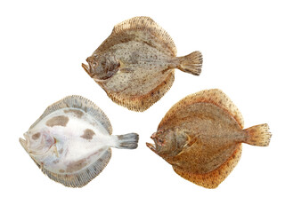 Psetta maxima (Turbot Fish) on white background