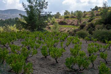 Fototapeta na wymiar Wine industry on Cyprus island, view on Cypriot vineyards with growing grape plants on south slopes of Troodos mountain range