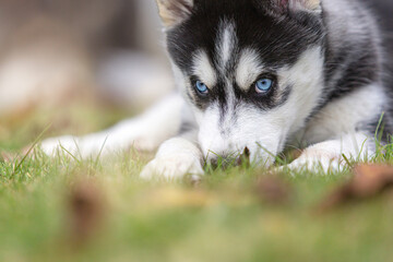 Close-up portrait of a husky puppy with blue eyes