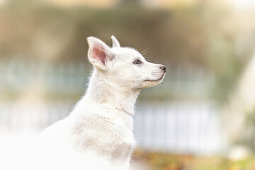 Naklejka na ściany i meble Portrait of a cute white husky puppy in a garden outdoors