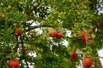 Red ripe Punica granatum pomegranatum fruits hanging on tree ready to harvest