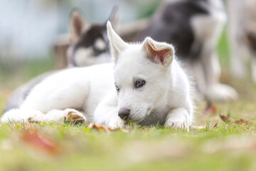 Portrait of a cute white husky puppy in a garden outdoors