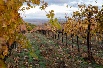Naklejka premium Autumn on vineyards near wine making town Montalcino, Tuscany, rows of grape plants after harvest, Italy