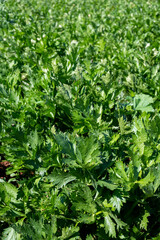 Cultivation of green leaf celery plants