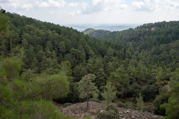 Fototapeta na wymiar Evergreen pine trees growing in high Troodos mountains on Cyprus