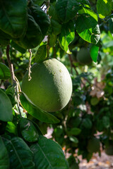 Big round pomelo citrus fruits hanging on trees on pomelo plantations