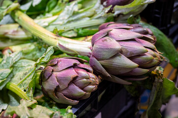 Obraz premium Harvest of young Romanesco artichoke heads on sale at city market in Florence