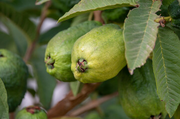 Ripe  aromatic fruits of apple guava plant ready to harvest