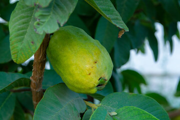 Ripe  aromatic fruits of apple guava plant ready to harvest