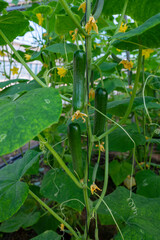 Green cucumbers hanging on lianas of cucumber plants in green house
