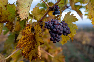 Autumn on vineyards near wine making town Montalcino, Tuscany, ripe blue sangiovese grapes hanging on plants after harvest, Italy