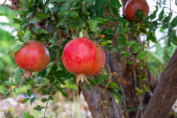 Red ripe Punica granatum pomegranatum fruits hanging on tree ready to harvest