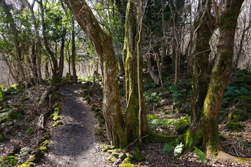 winter forest path through bare trees