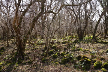 dreary winter forest with mossy rocks and bare trees