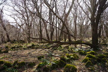 dreary winter forest with mossy rocks and bare trees