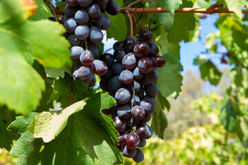 Wine industry on Cyprus island, bunches of ripe black grapes hanging on Cypriot vineyards located on south slopes of Troodos mountain range.