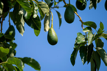 Green ripe avocados fruits hanging on avocado trees plantation