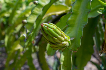 Plantations of pitahaya pink dragon fruits growing on succulent cacti plants