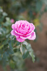 Pink Roses blooming in the rose garden