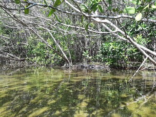 Reserva de cienega, manglares y petenes de la costa norte de Sisal