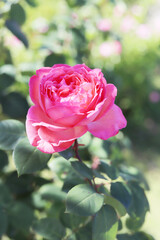 Pink Roses