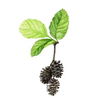 Alder tree leaf and fruit illustration. Hand drawn floral botanical illustration. Natural herb, organic alder tree element on white background. Green leaves and catkins elements
