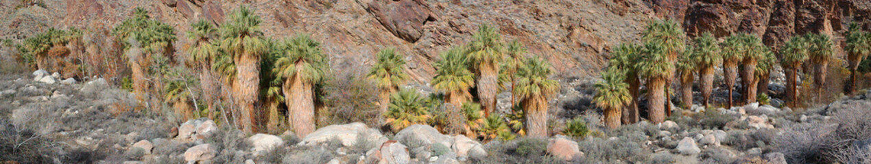 Fototapeta na wymiar Palm Canyon Panorama - A panoramic view of the palm trees lined up down the canyon - Location:Palm Springs, CA