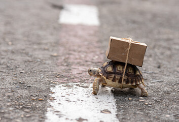 Close-up turtle with shipping box on a back,Slow delivery on turtle
