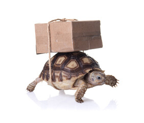 Close-up turtle with shipping box on a back,Slow delivery on turtle - obrazy, fototapety, plakaty