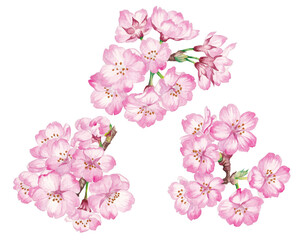 hand painted watercolor illustration of cherry blossoms, isolated on white background