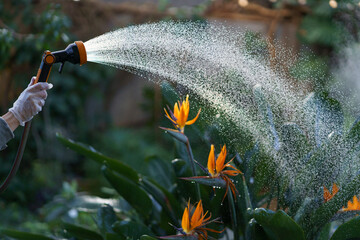Orangery or greenhouse worker gardener spraying blossoming strelitzia reginae with water. Florist...