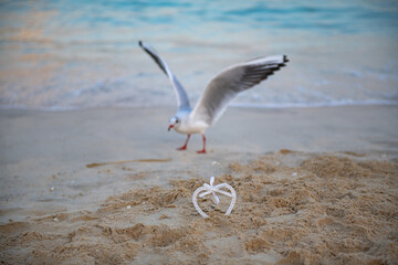 seagull and one white valentine on the beach