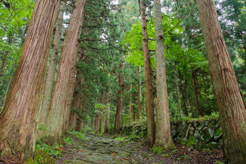 小菅神社の杉並木