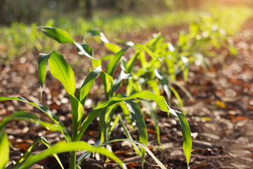 Organic corn planted in the garden with bright morning sunlight