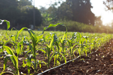 Organic corn planted in the garden with bright morning sunlight