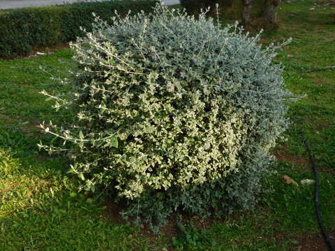 Shrubby germander, or Teucrium fruticans plant in Glyfada, Greece