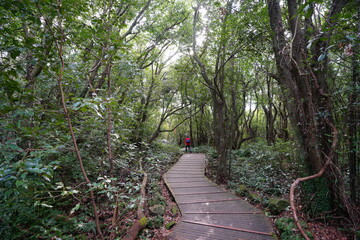 fine boardwalk through mossy rocks and trees