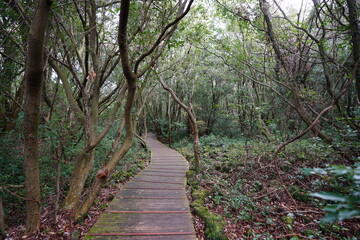 fine boardwalk through mossy rocks and trees