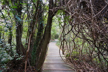 boardwalk through vines and trees