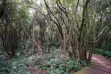 boardwalk through vines and trees