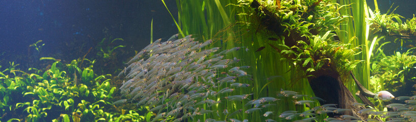 A school of fish in aquarium