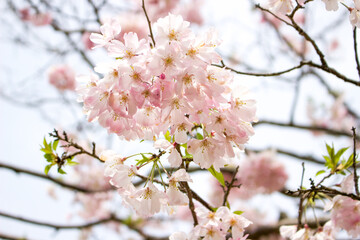 Obraz premium 淡いピンク色の花びらの桜の花